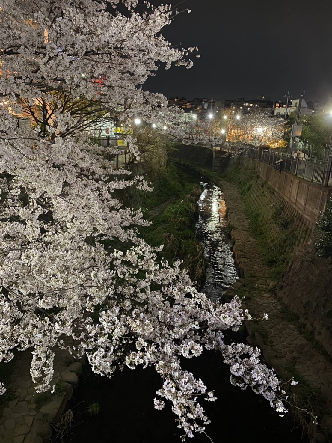 sakura