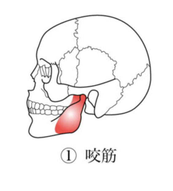 咬筋の働き 画像